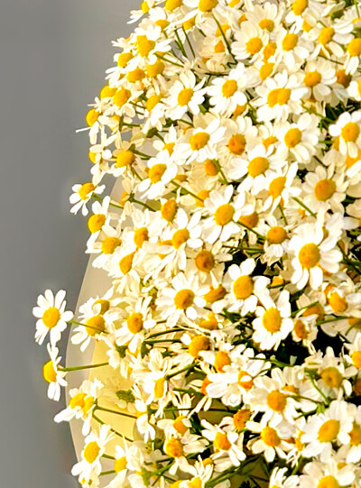 Большой букет ромашек